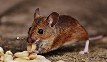 24 Hour & Emergency Exterminators in Adelphia, NJ